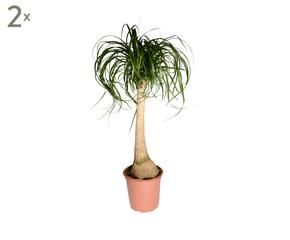 Grote landelijke kapstok